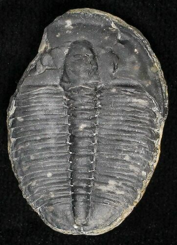 Elrathia Trilobite - Wheeler Shale, Utah #18777